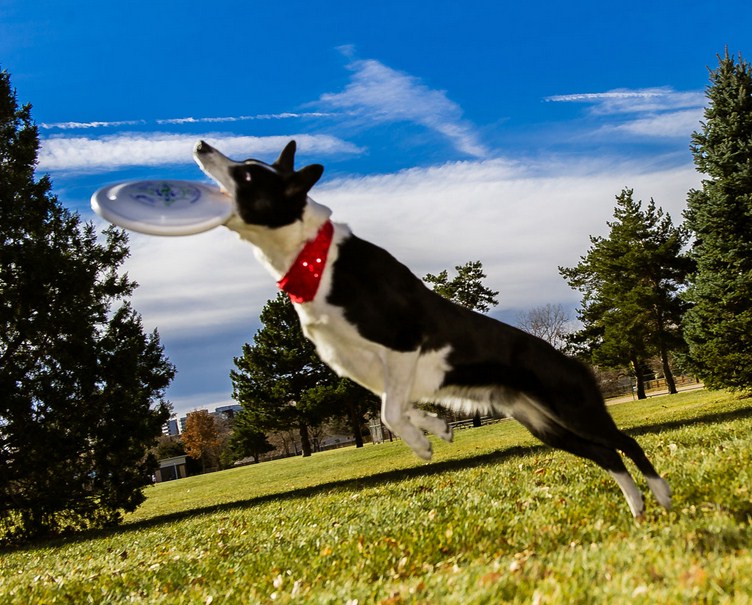 Denver Dog Training Aggressive