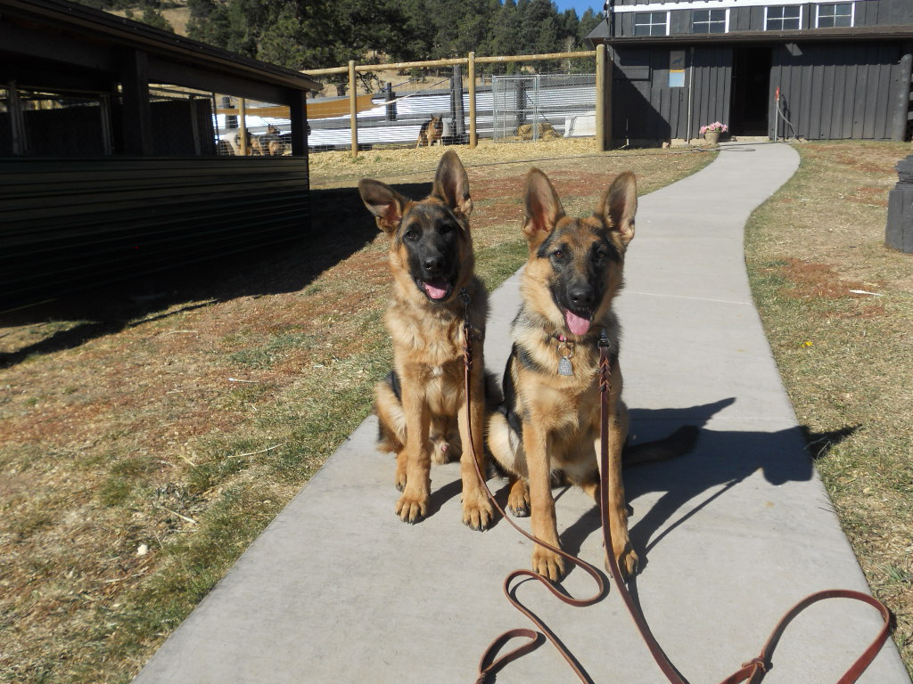Denver Dog Training Classes
