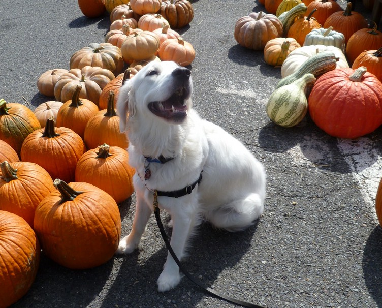 Diarrhea In Dogs Treatment Pumpkin