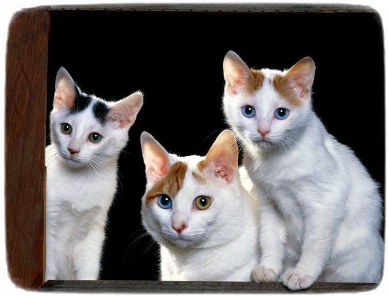 Different Types Of Cats Images