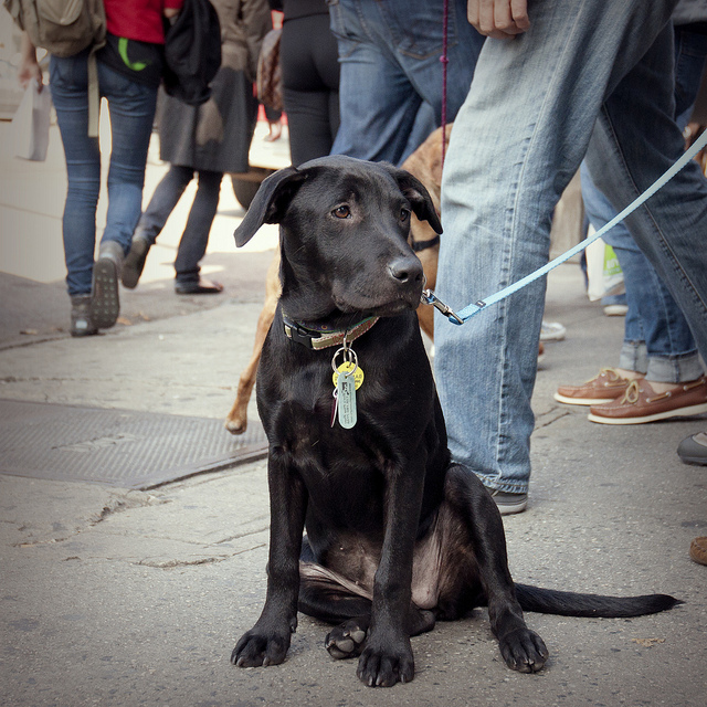 Dog Adoption Nyc Brooklyn