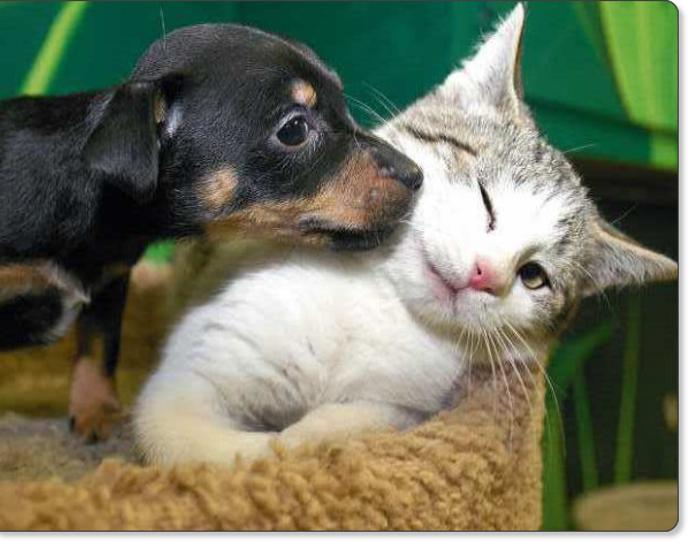 Dog And Cat Love