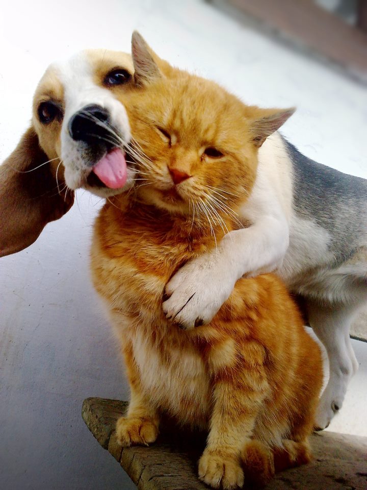 Dog And Cat Mix