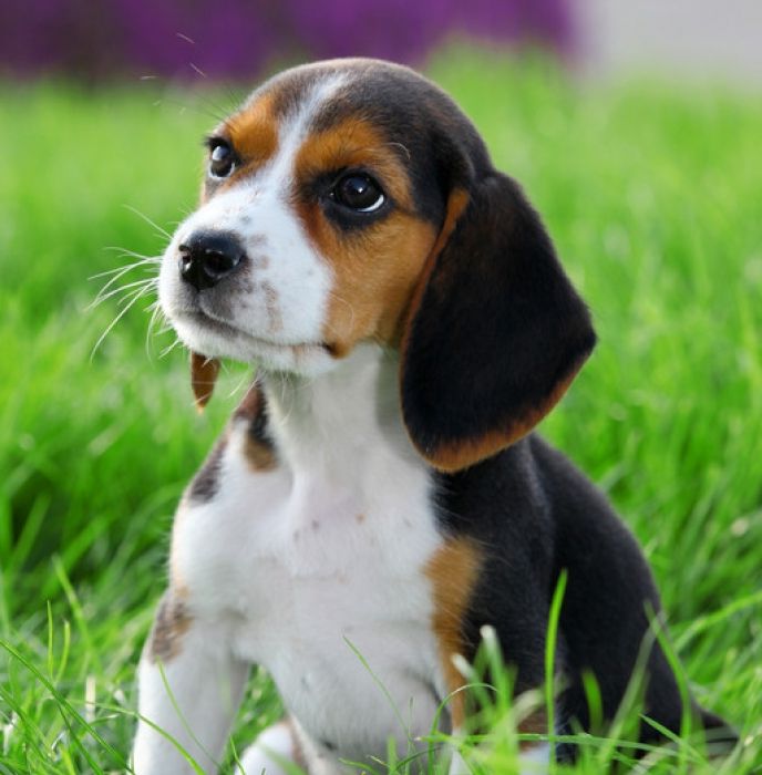 Dog Breed Info Beagle