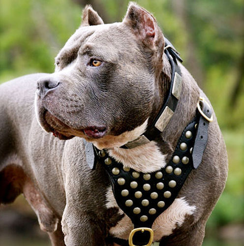 Dog Breed Info Pitbull