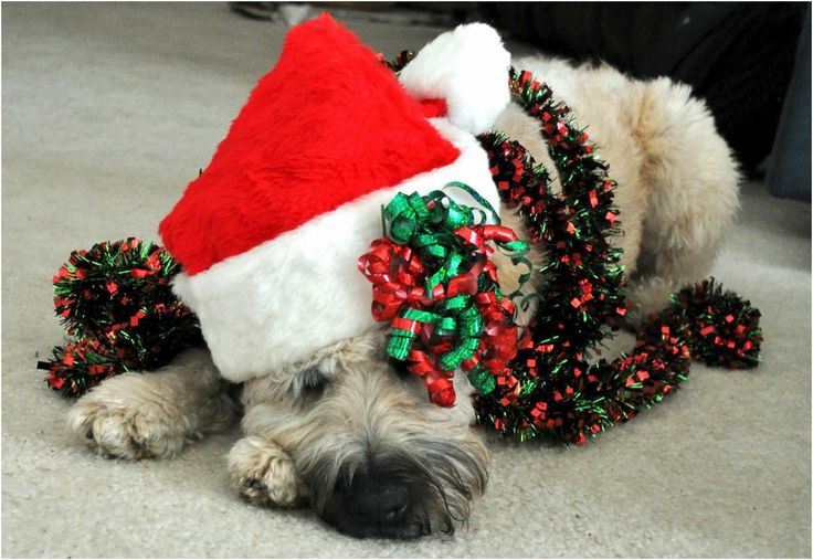 Dog Photo Contest Christmas