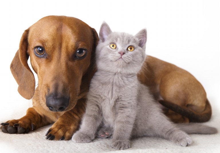 Dogs And Cats Images