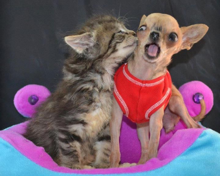 Dogs And Cats Kissing