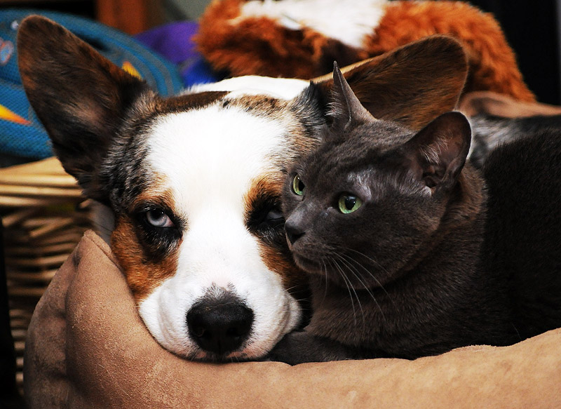 Dogs And Cats Living Together Pictures