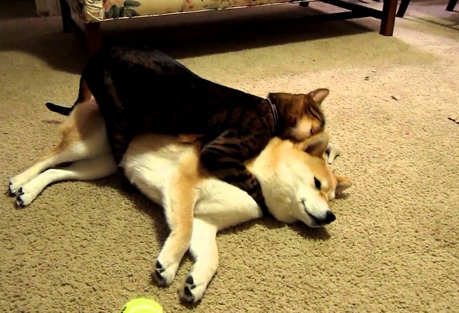 Dogs And Cats Living Together