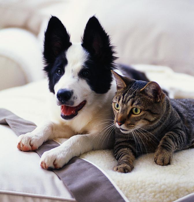 Dog And Cat Reclining On A Blanket