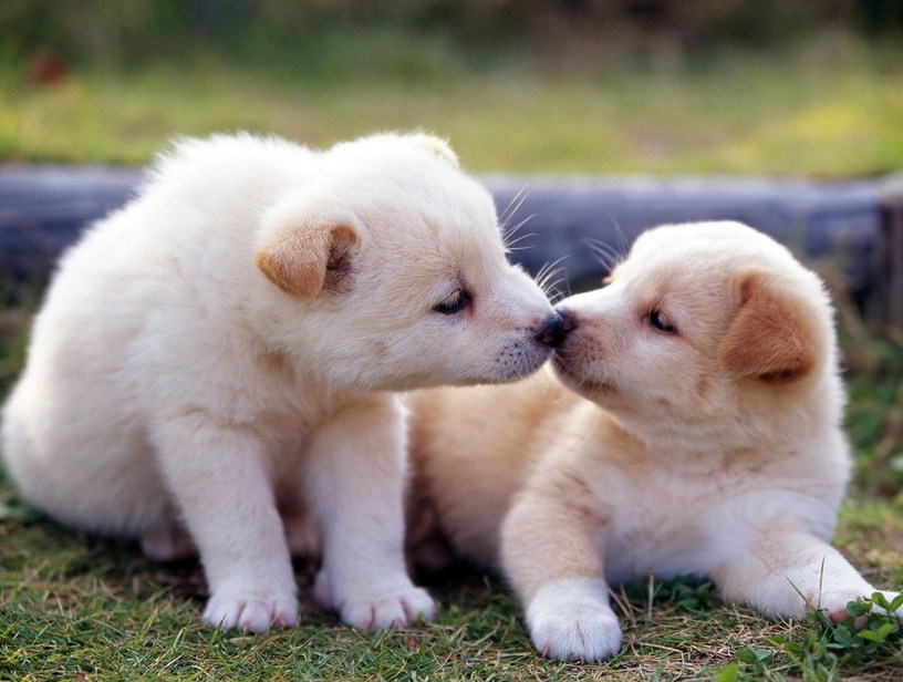 Dogs And Puppies Images