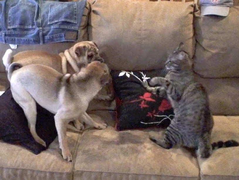 Dogs Vs Cats Fight