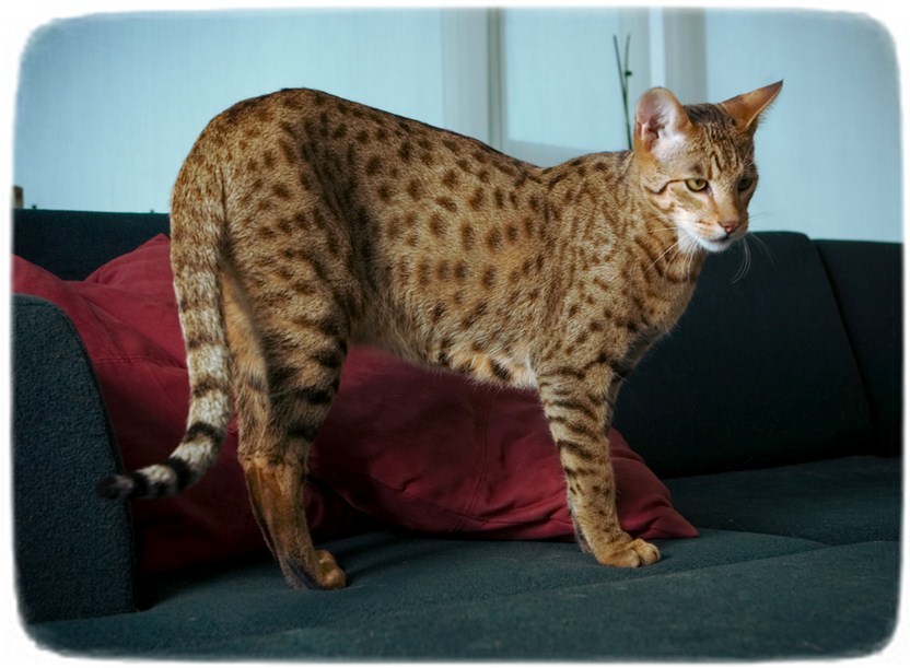 Domestic Cat Breeds That Look Like Tigers