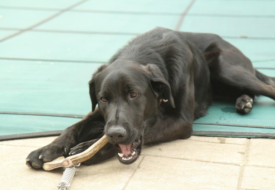 Elk Antlers For Dogs