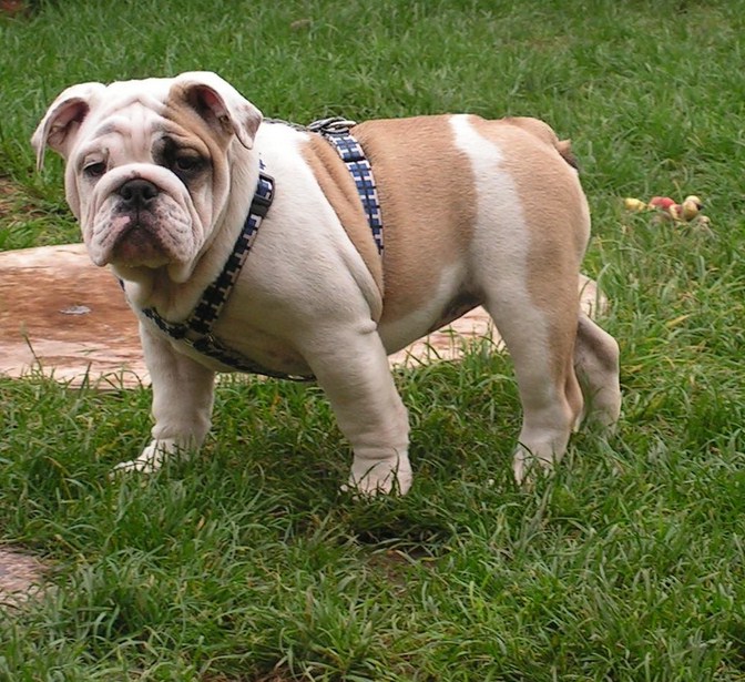 English Bull Dogs Images