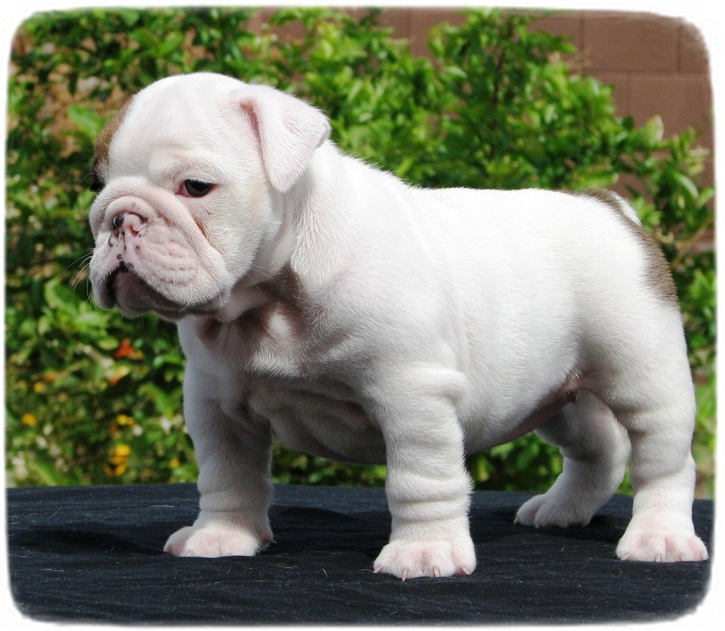 English Bulldog Puppy Pictures