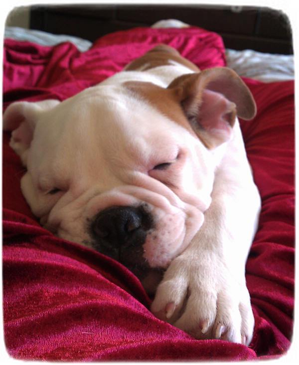 English Bulldog Puppy Sleeping