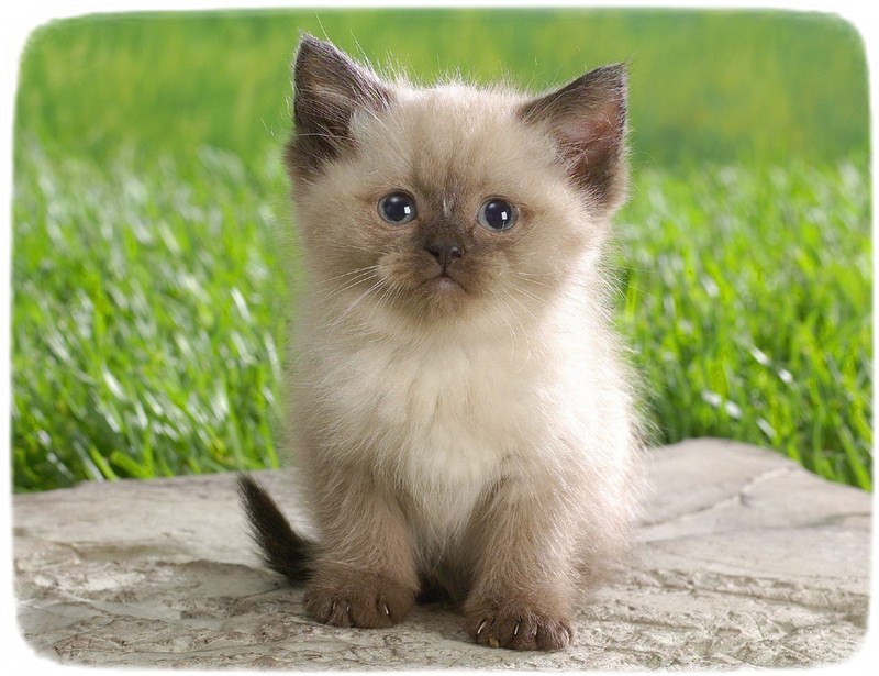 Exotic Cat Breeds With Pictures