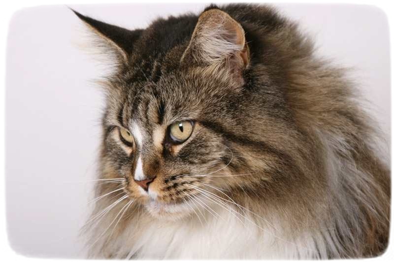 Extra Large Cat Breeds
