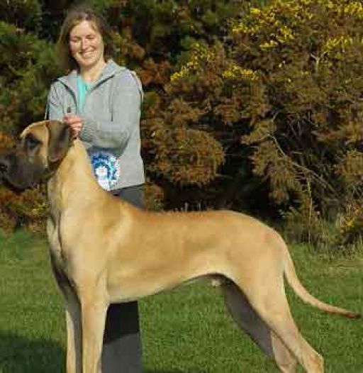Extra Large Dog Breeds For Adoption