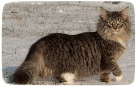 Extra Large Domestic Cat Breeds