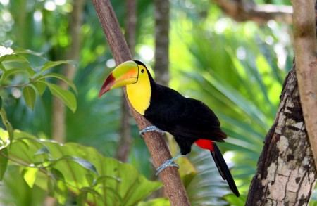 Facts About Birds In The Rainforest