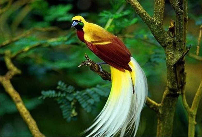 Facts About Birds Of Paradise