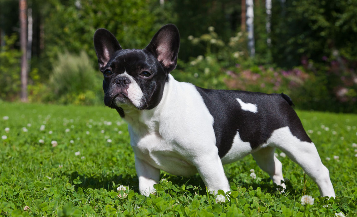 French Bull Dog Images
