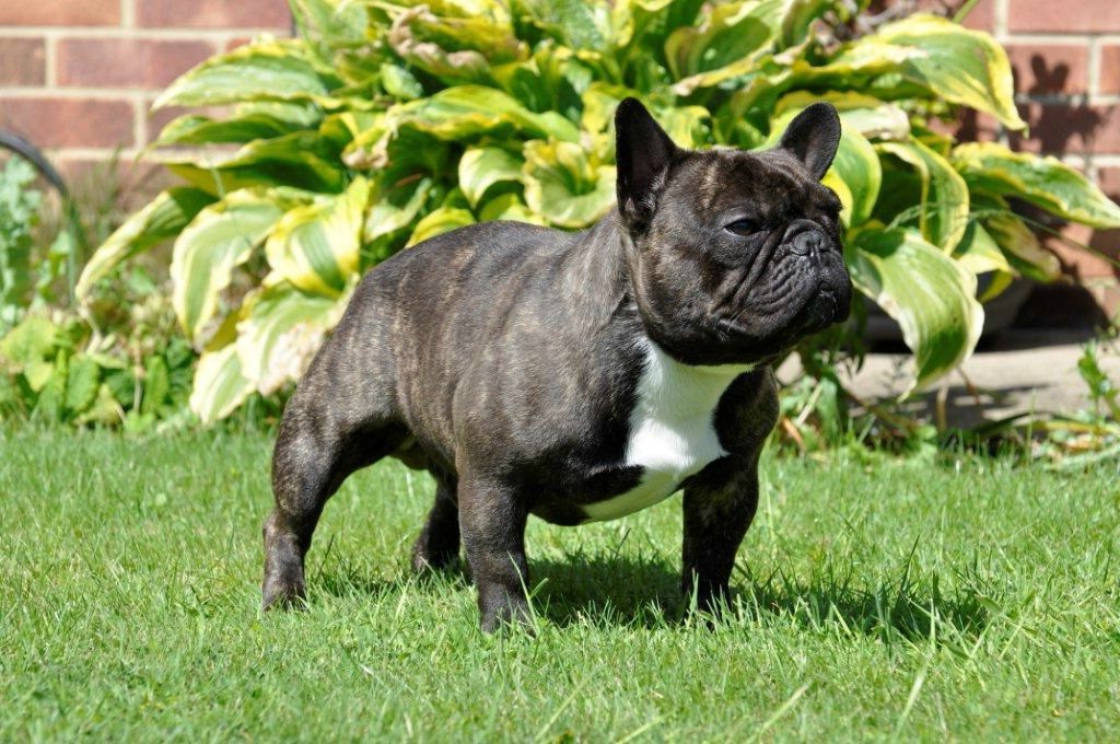 French Bull Dog Pictures