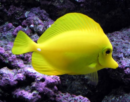 Freshwater Aquarium Fish Pictures