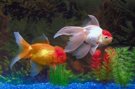 Freshwater Aquarium Fish Species
