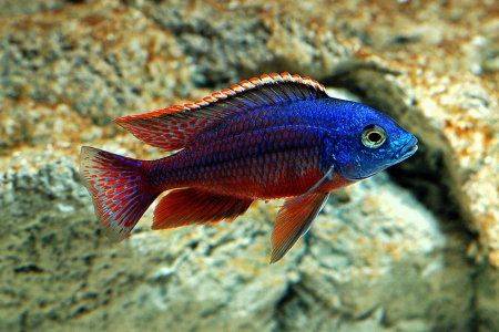 Freshwater Aquarium Fish Types With Pictures