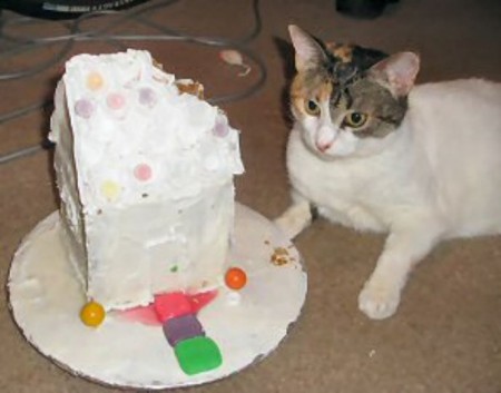 Funny Cat Pictures Birthday