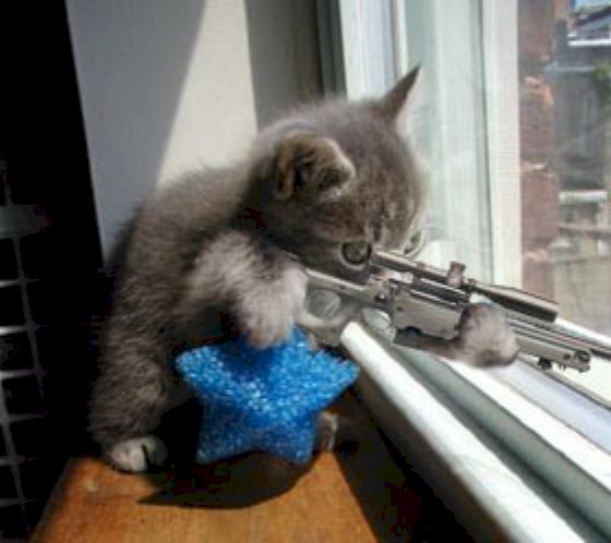Funny Cat Pictures With Guns