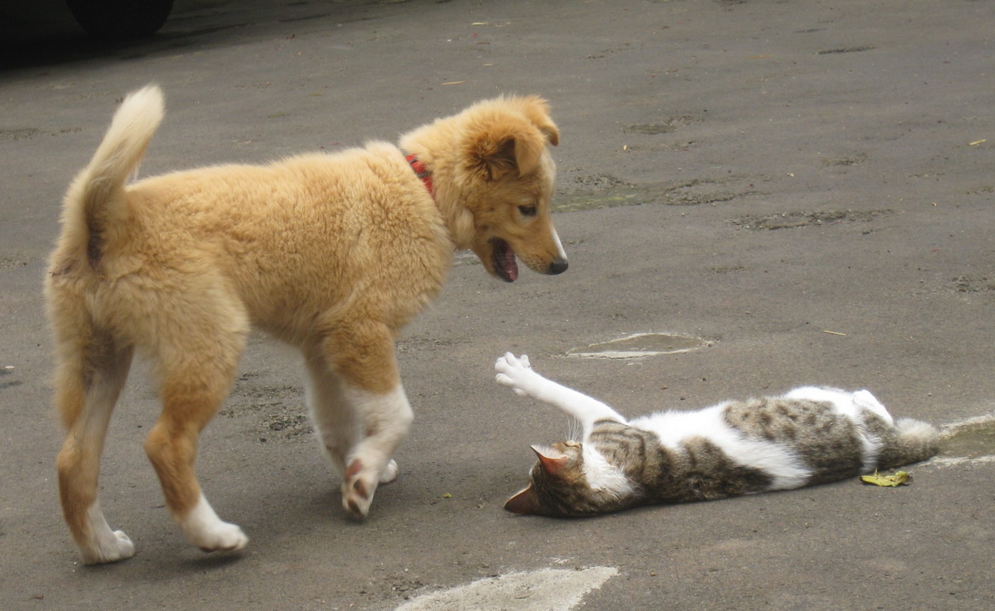 Funny Cats And Dogs Fighting
