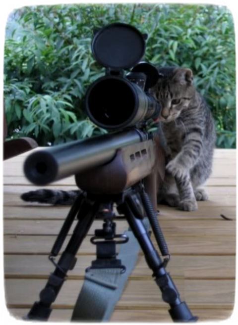 Funny Cats Pictures With Guns