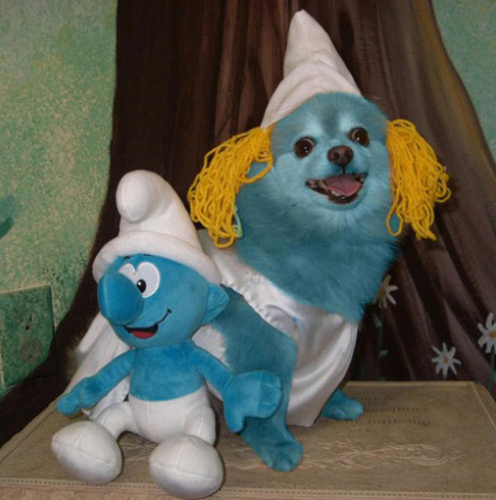 Funny Dog Costumes 2013