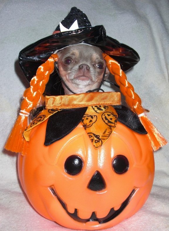 Funny Dog Costumes Halloween