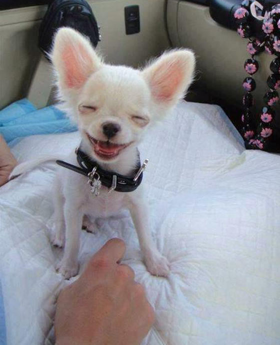 Funny Pictures Of Dogs Smiling