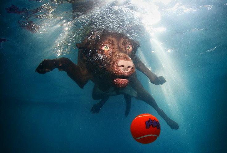 Funny Pictures Of Dogs Underwater