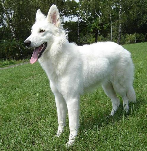 German Shepherd Dogs White