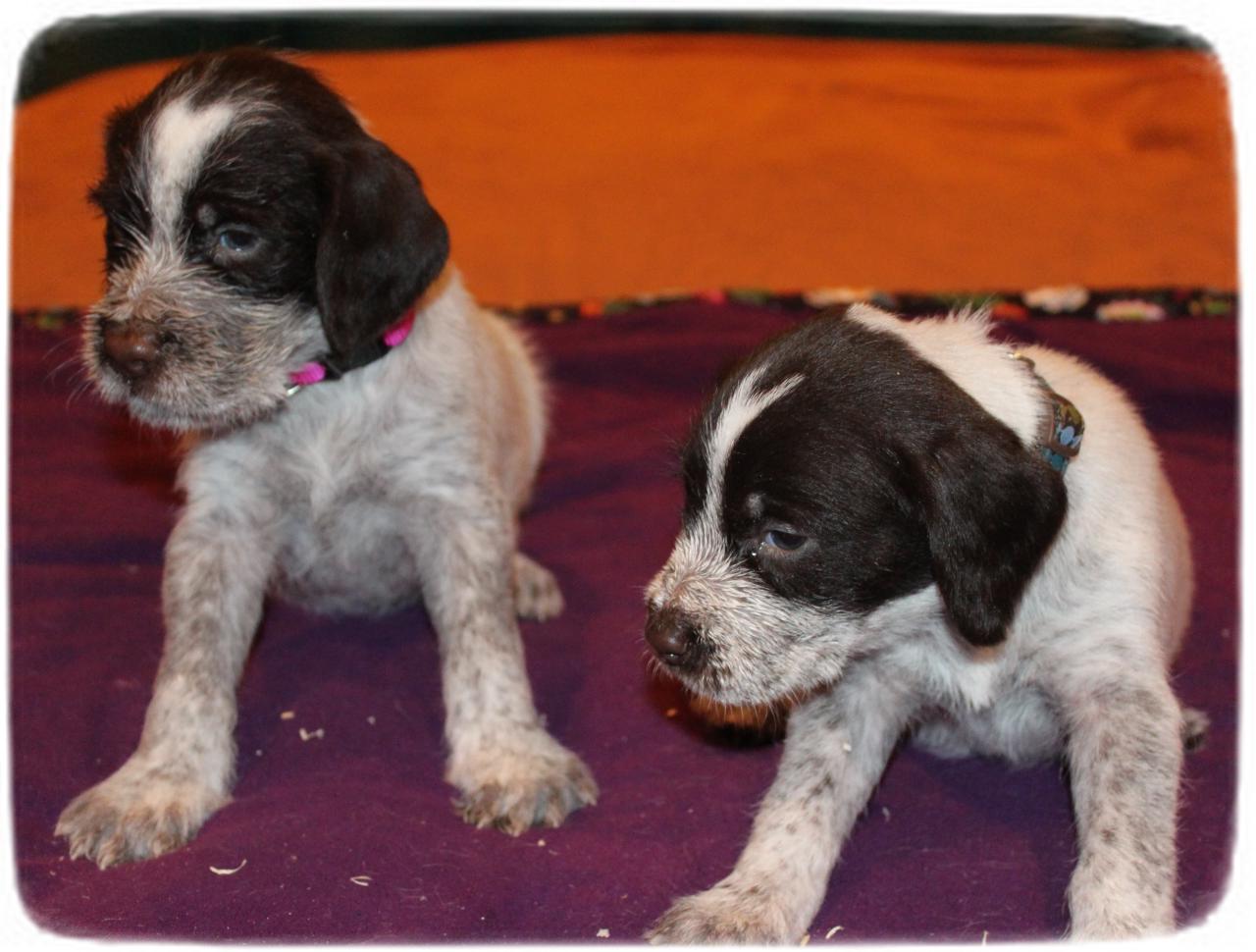 German Wirehaired Pointer Puppies Nc