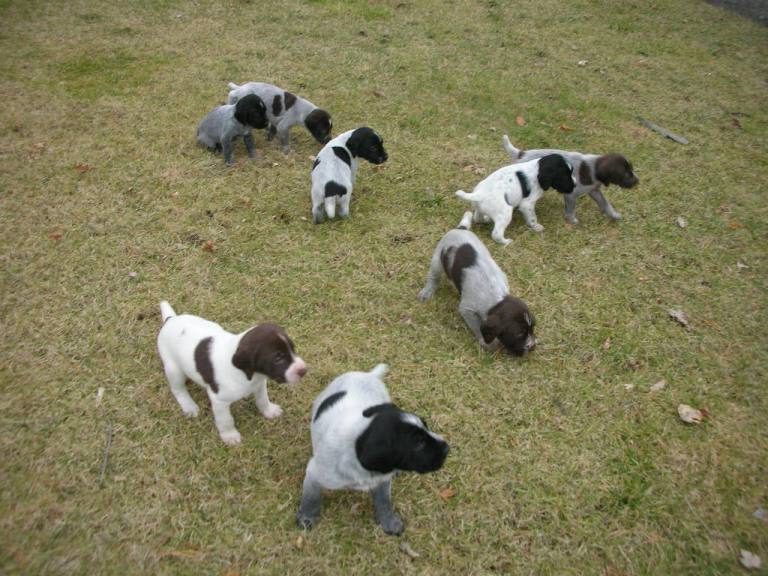 German Wirehaired Pointer Puppies Utah