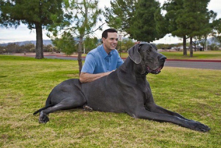 Giant Dog Breeds Images