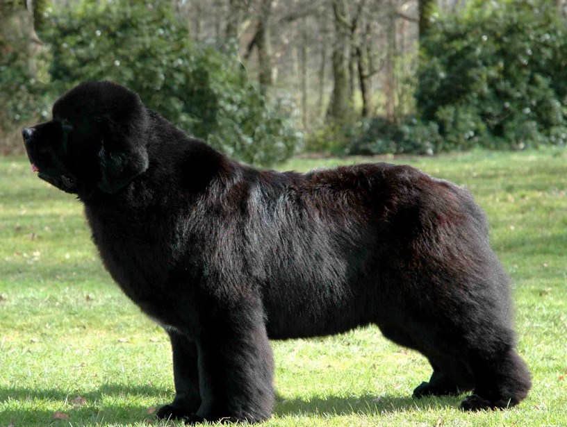 Giant Russian Dog Breeds