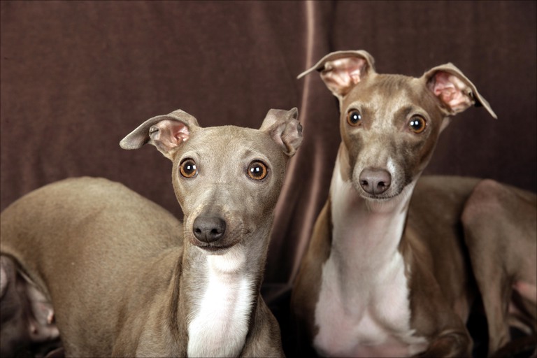 Grey Italian Greyhound Puppies