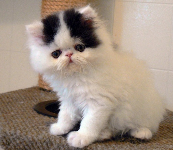 Grumpy Cat Breed Type