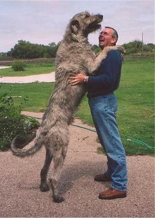 Huge Dog Breeds List