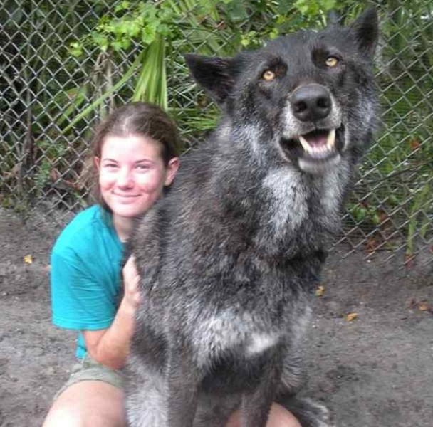 Huge Dog Breeds Pictures